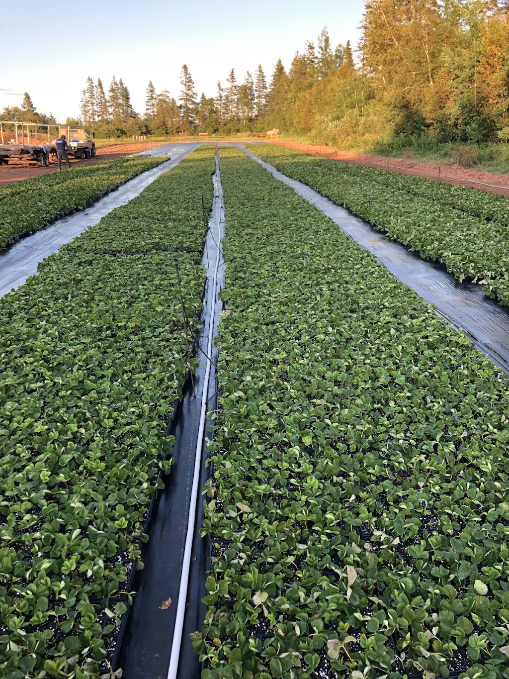 Westech Agriculture Ltd | 600 Church St, Alberton, PE C0B 1B0, Canada | Phone: (902) 853-4184