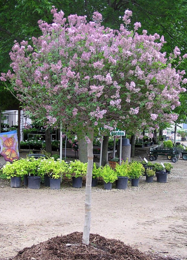 Sherwood Nurseries | 22040 Township Rd 522, Sherwood Park, AB T8E 1G2, Canada | Phone: (587) 409-4442