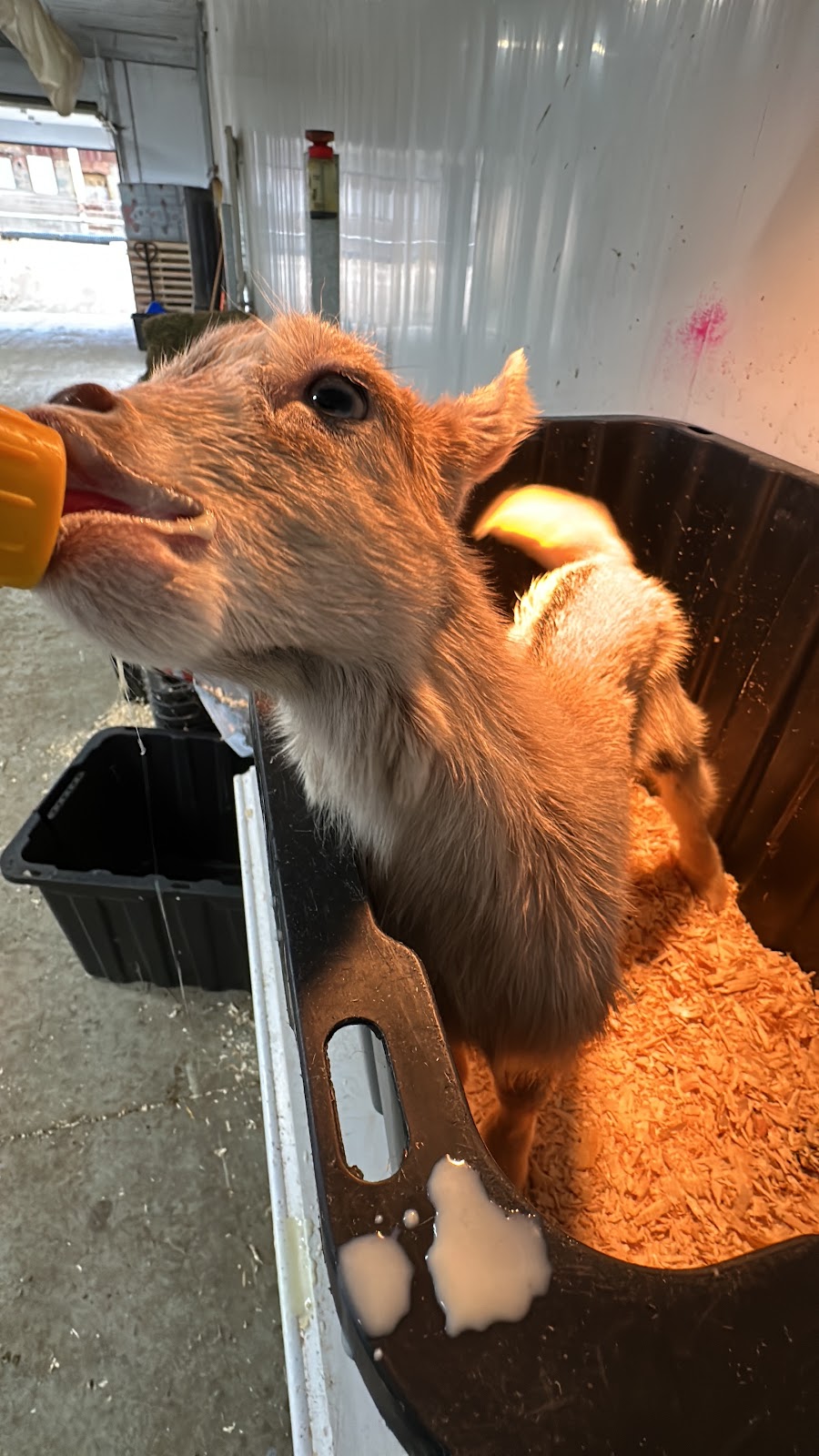 Donkers Family Farm | 9340 Mill Rd, Shedden, ON N0L 2E0, Canada | Phone: (519) 280-3276