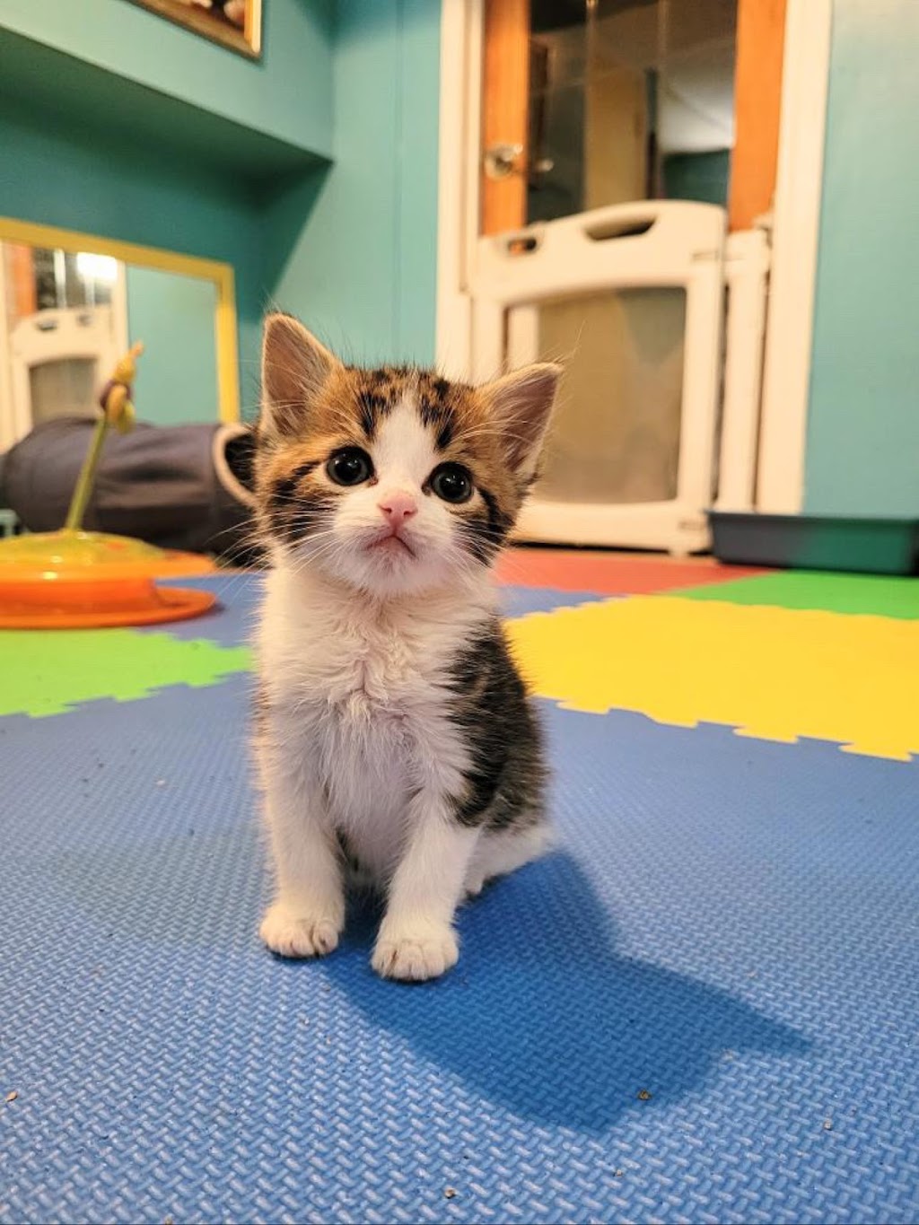 Purrfect Haven Cat Rescue | 6 Imperial Rd, London, ON N5X 2G6, Canada | Phone: (226) 578-0115