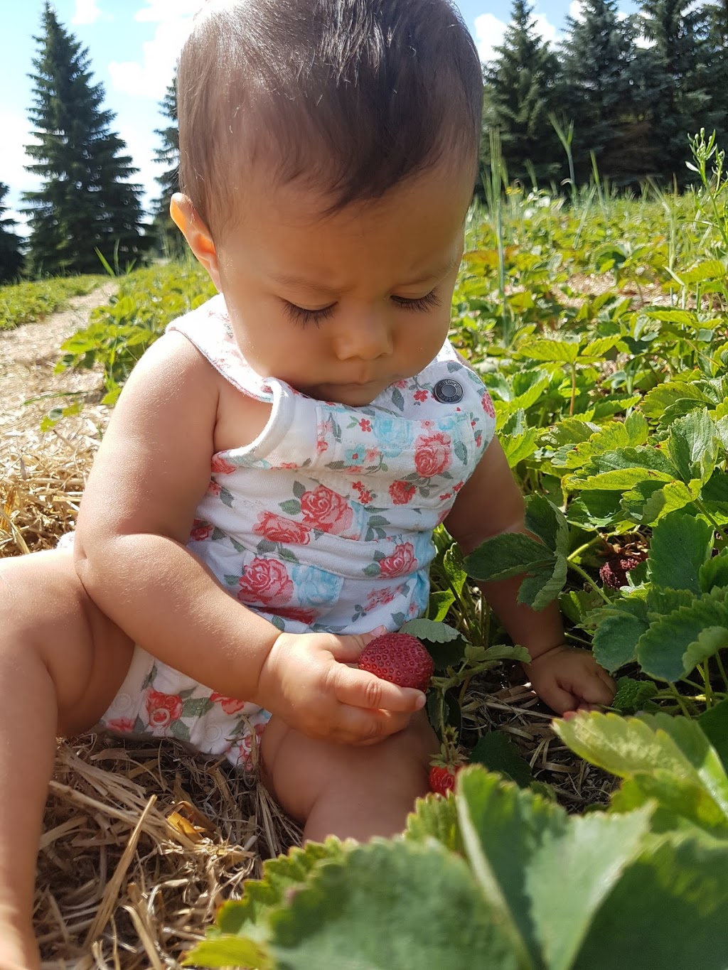 Springside Farms | Laird No. 404, SK S0K 0W0, Canada | Phone: (306) 945-0505