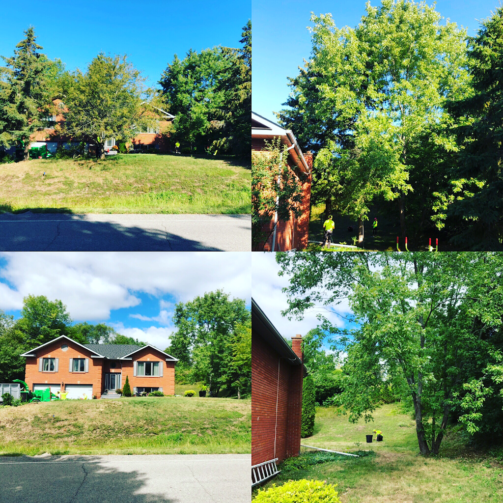 Northshore Tree Experts | 15 Oakley Park Square, Barrie, ON L4M 2J9, Canada | Phone: (705) 315-0210