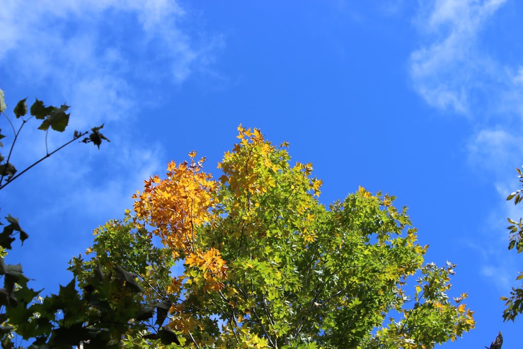 The Nature Preserve at Friday Harbour | 311 Big Bay Point Rd, Innisfil, ON L9S 2L3, Canada | Phone: (833) 812-8880