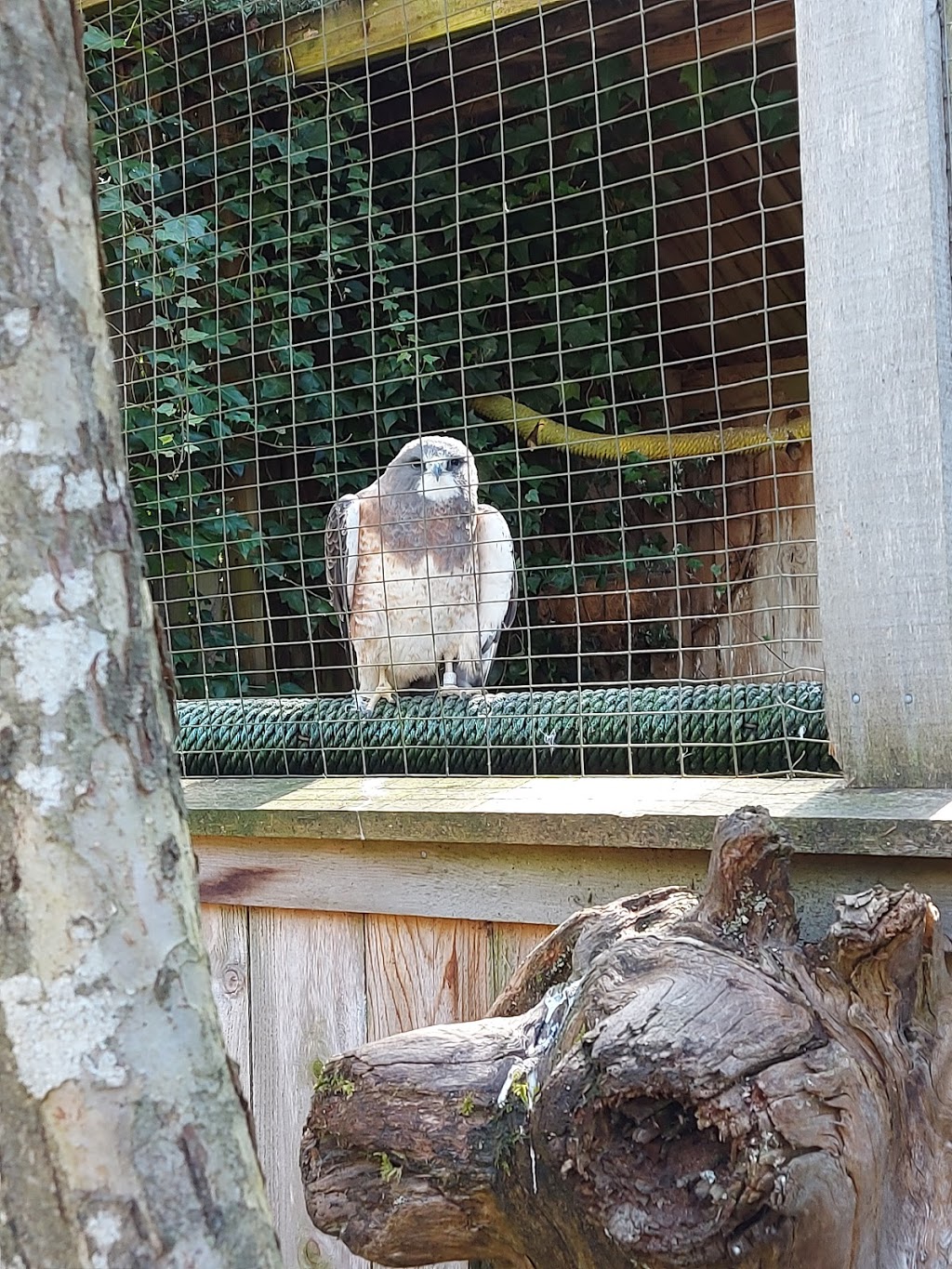 North Island Wildlife Recovery Centre | 1240 Leffler Rd, Errington, BC V0R 1V0, Canada | Phone: (250) 248-8534