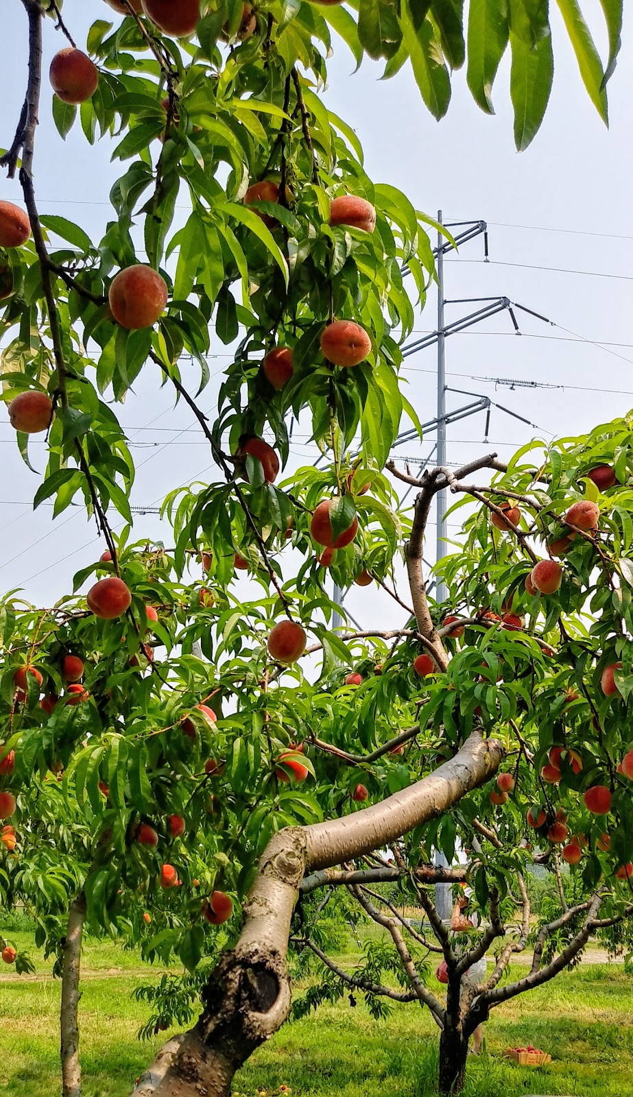 Cherry Avenue Farms | 4303 Cherry Ave, Vineland Station, ON L0R 2E0, Canada | Phone: (905) 562-5481
