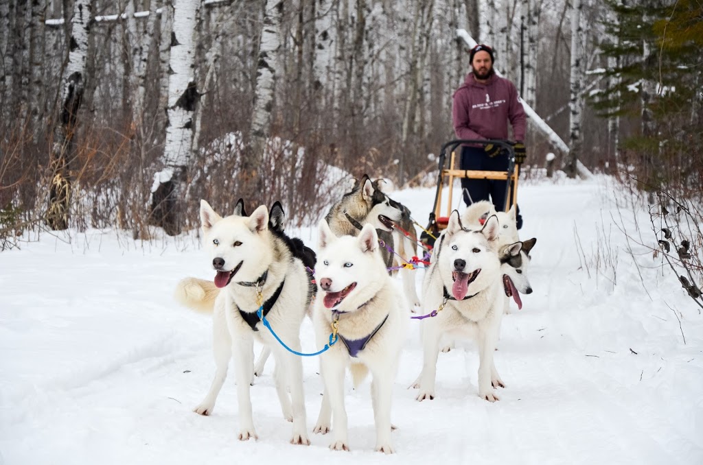 Harness Adventure Mushing Co. | Trans-Canada Hwy, Richer, MB R0E 1S0, Canada | Phone: (431) 232-3237