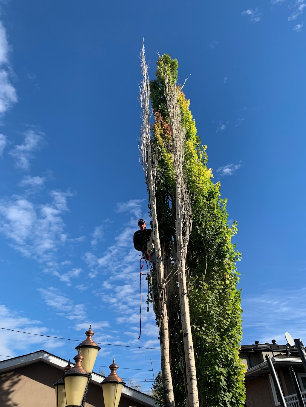 Alberta Tree Masters -Tree Service - Tree Removal & Tree Pruning | 28 Edgeford Pl NW, Calgary, AB T3A 2T2, Canada | Phone: (587) 438-5733