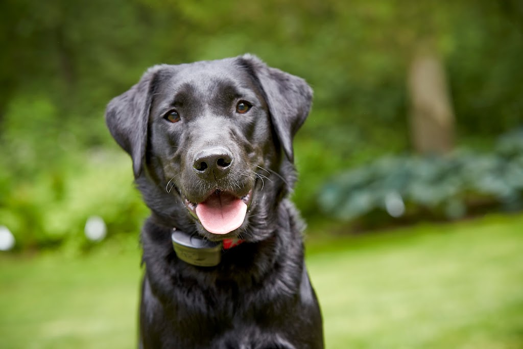 DogWatch of Mid-Canada | 125 Eastwood Dr, East Saint Paul, MB R2E 0C7, Canada | Phone: (204) 654-2420