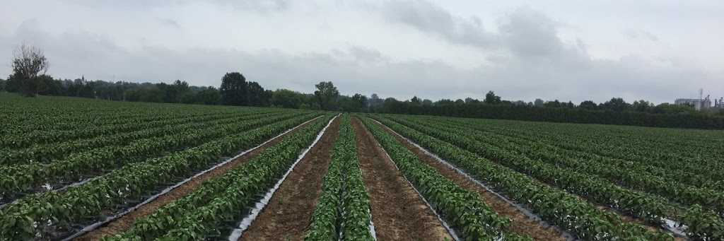 KOZICKI PRODUCE | 1151 Conc. 5 Townsend, Waterford, ON N0E 1Y0, Canada | Phone: (226) 931-0212