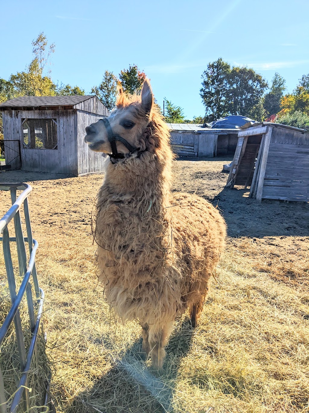 Verger de la Petite Ferme | 11388 Côte des Bouchard, Mirabel, QC J7N 2E5, Canada | Phone: (450) 258-3406