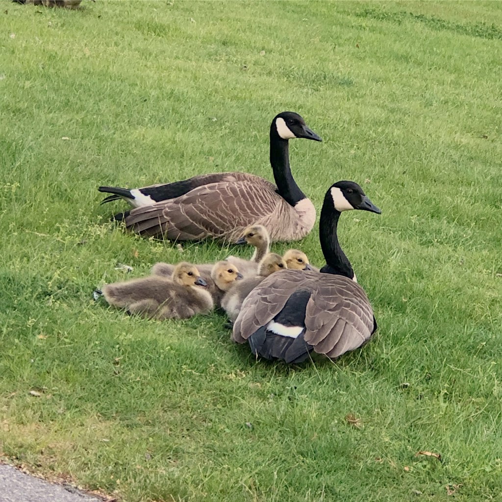 Southmere Village Park | 1701 Martin Dr, Surrey, BC V4A 7A8, Canada