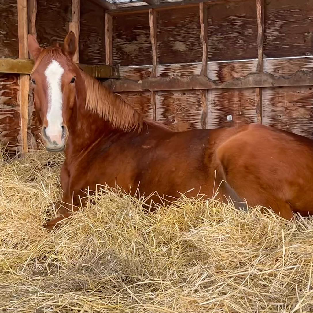 Eckwood Equestrian | 32403 Range Rd 21, Olds, AB T4H 1P3, Canada | Phone: (403) 400-6435