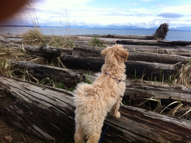 New Discoveries Dog Training | 2256 Glenmore Rd, Campbell River, BC V9H 1C8, Canada | Phone: (250) 203-7968