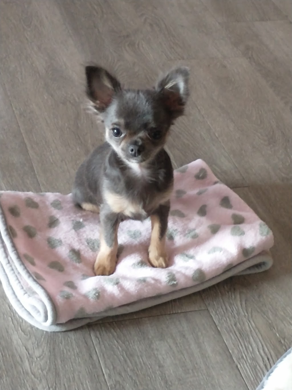 Chihuahua Renière | 1900 Rue Principale, Saint-Paul-dAbbotsford, QC J0E 1A0, Canada | Phone: (450) 379-9708