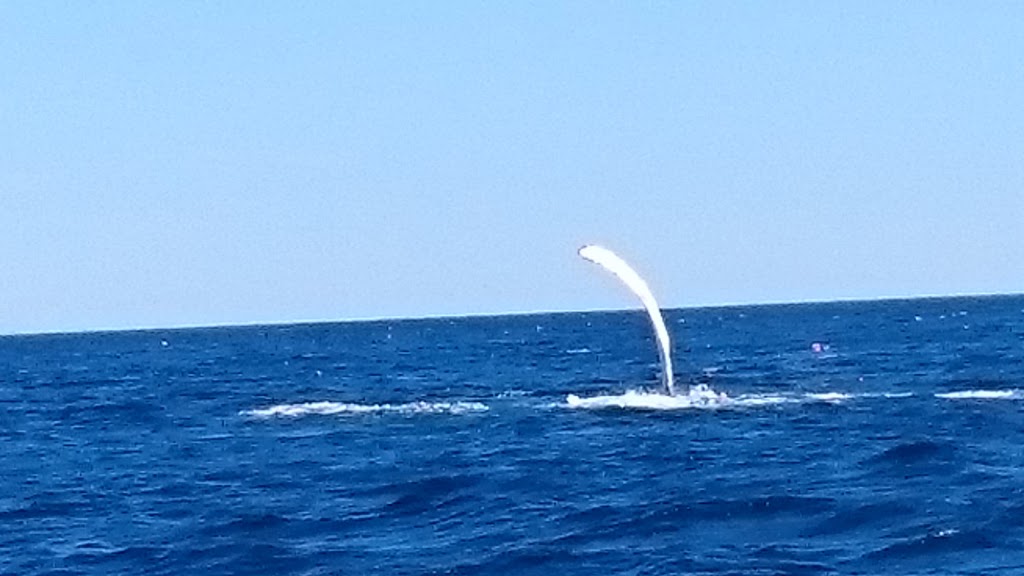 Ecotours Zodiac Adventures | Lower Loop Rd, Witless Bay, NL A0A 4K0, Canada | Phone: (709) 330-8687