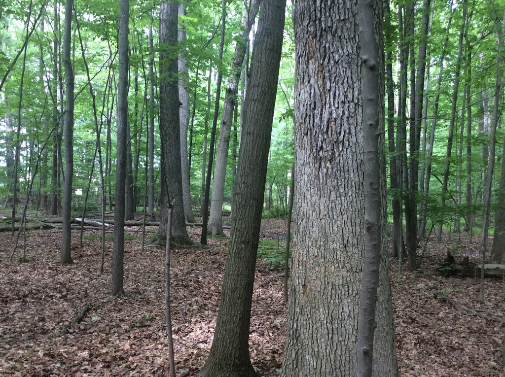 Alice Moore Woods Nature Sanctuary | 999 Stratford Rd, St Clair, MI 48079, USA | Phone: (517) 655-5655