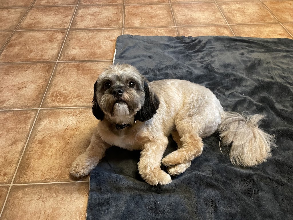 Pet Grooming | 57 Viking Rd, Winnipeg, MB R2N 4A7, Canada | Phone: (204) 951-0068
