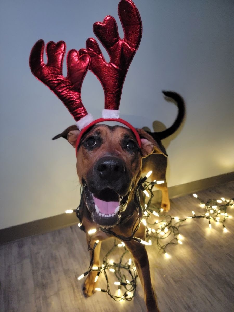 Sunset Ridge Veterinary Clinic | 101 Sunset Dr #5105, Cochrane, AB T4C 0W7, Canada | Phone: (403) 981-1515