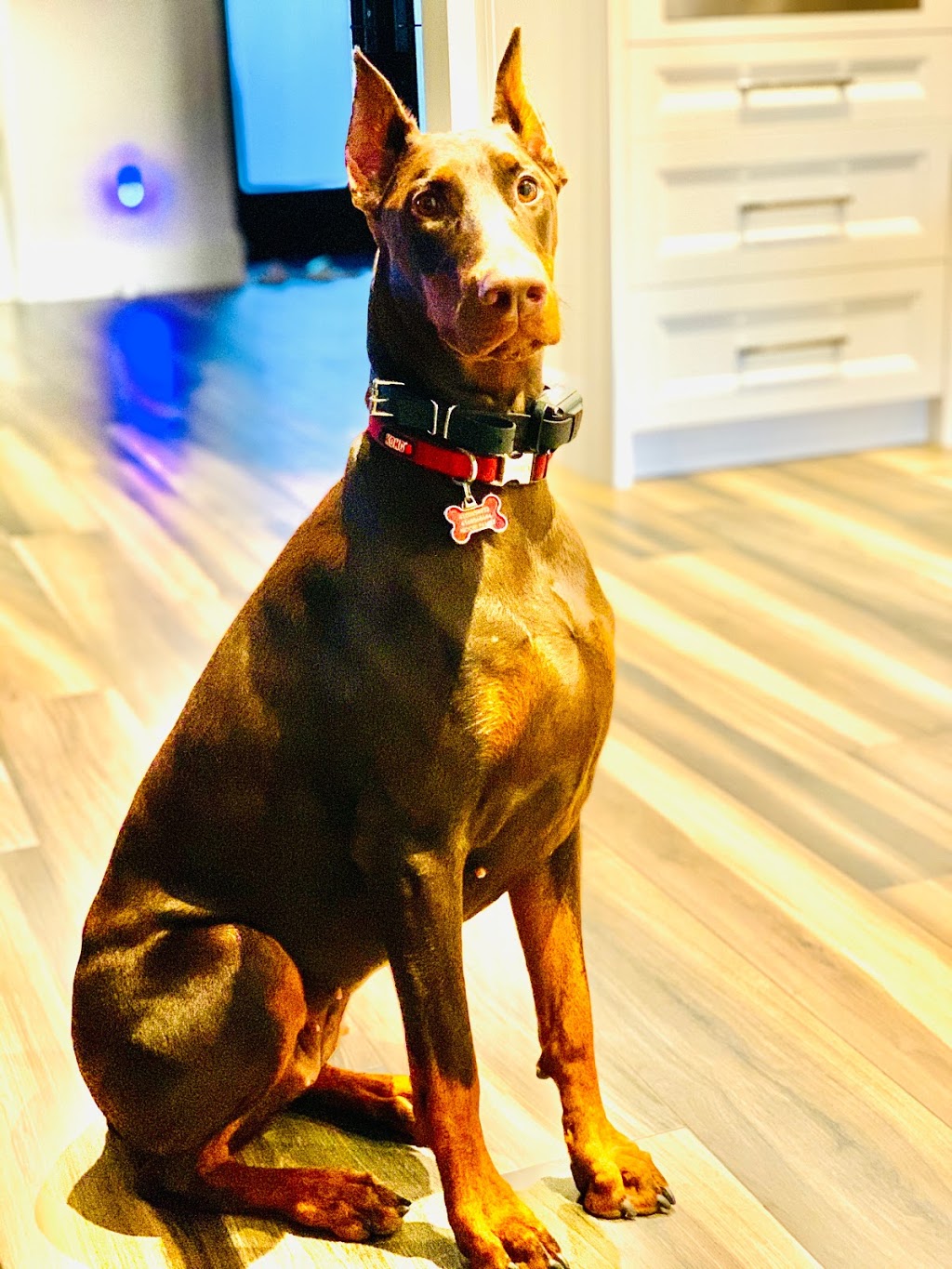 SHIELD K9 - Dog Training | 7272 Gore Rd, Puslinch, ON N0B 2J0, Canada | Phone: (519) 496-5006
