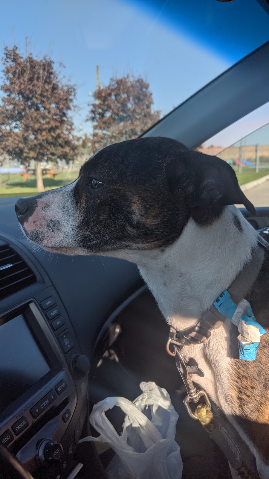 Country Paws Boarding | 1766 Wilton Grove Rd, London, ON N6N 1M8, Canada | Phone: (519) 644-1771