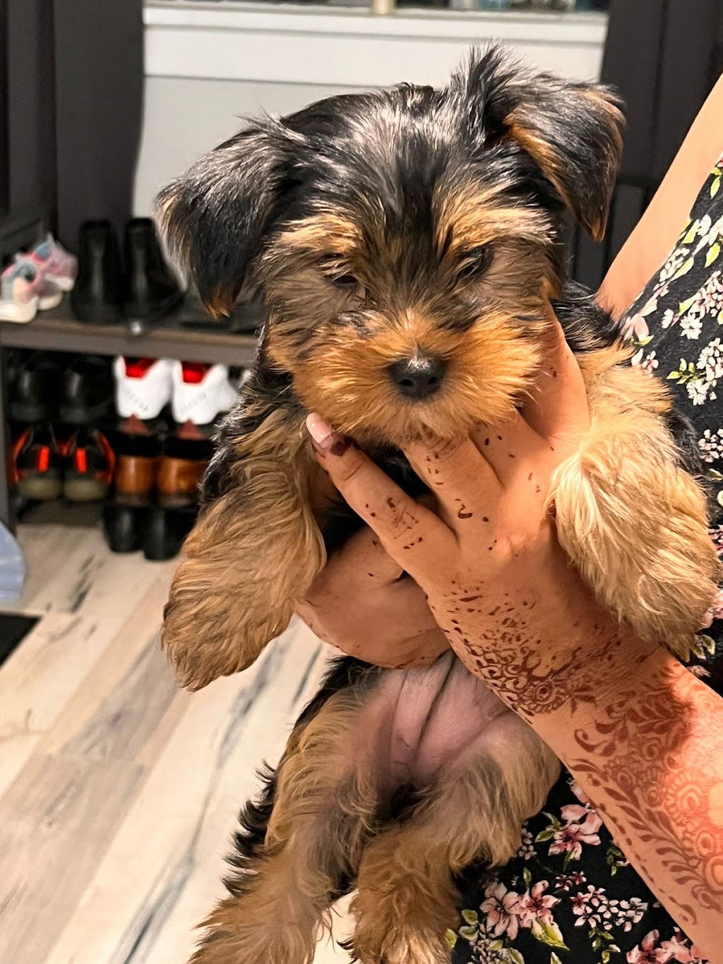 Cute Little Paws | 16 St Louis Rd, Winnipeg, MB R2M 3J5, Canada | Phone: (403) 918-8461