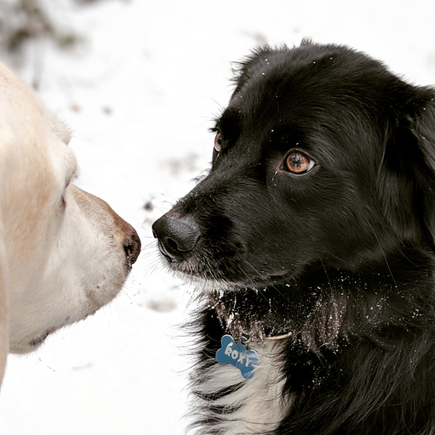 Shaws Paws | 73 Scotia Rd, Sutton, ON L0E 1R0, Canada | Phone: (289) 338-6629