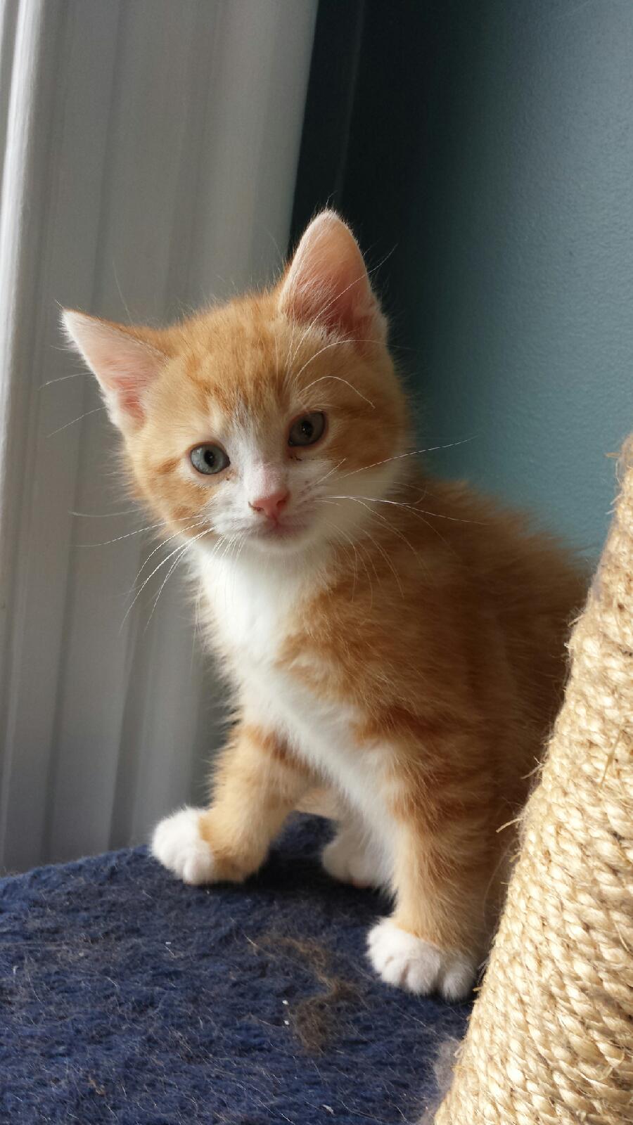 S.O.S. Minou et Pitou | 69 Chemin Saint-François-Xavier, Candiac, QC J5R 4V4, Canada | Phone: (450) 632-0011