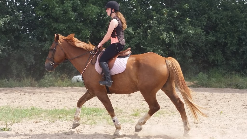 Tanglewood Farm | 31 Zufelt Rd, Consecon, ON K0K 1T0, Canada | Phone: (613) 392-8239