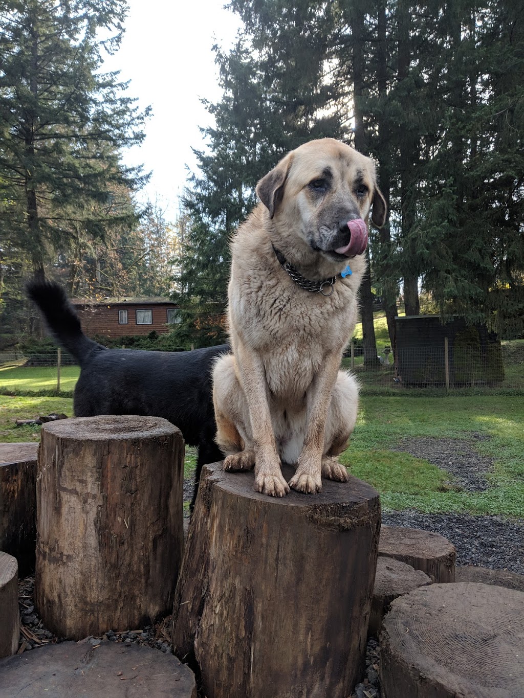 Island Canine Care | 4159 Cowichan Lake Rd, Duncan, BC V9L 6G8, Canada | Phone: (250) 715-8667