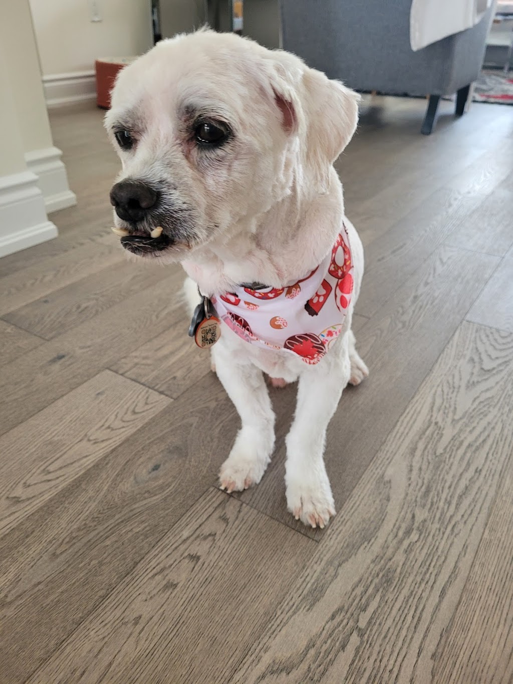 Ruff Cuts Dog Grooming | 110 Queen St, Lindsay, ON K9V 1G8, Canada | Phone: (705) 328-0530
