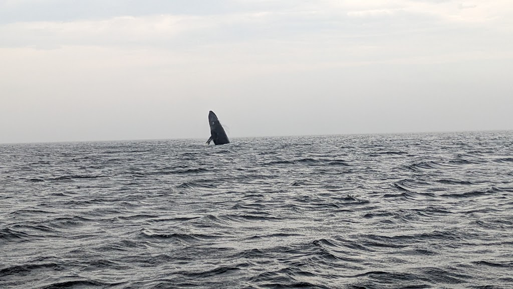 Croisières Baleines Neptune Escoumins | 50 route 138, jonction, Rue des Pilotes, Les Escoumins, QC G0T 1K0, Canada | Phone: (418) 233-4343