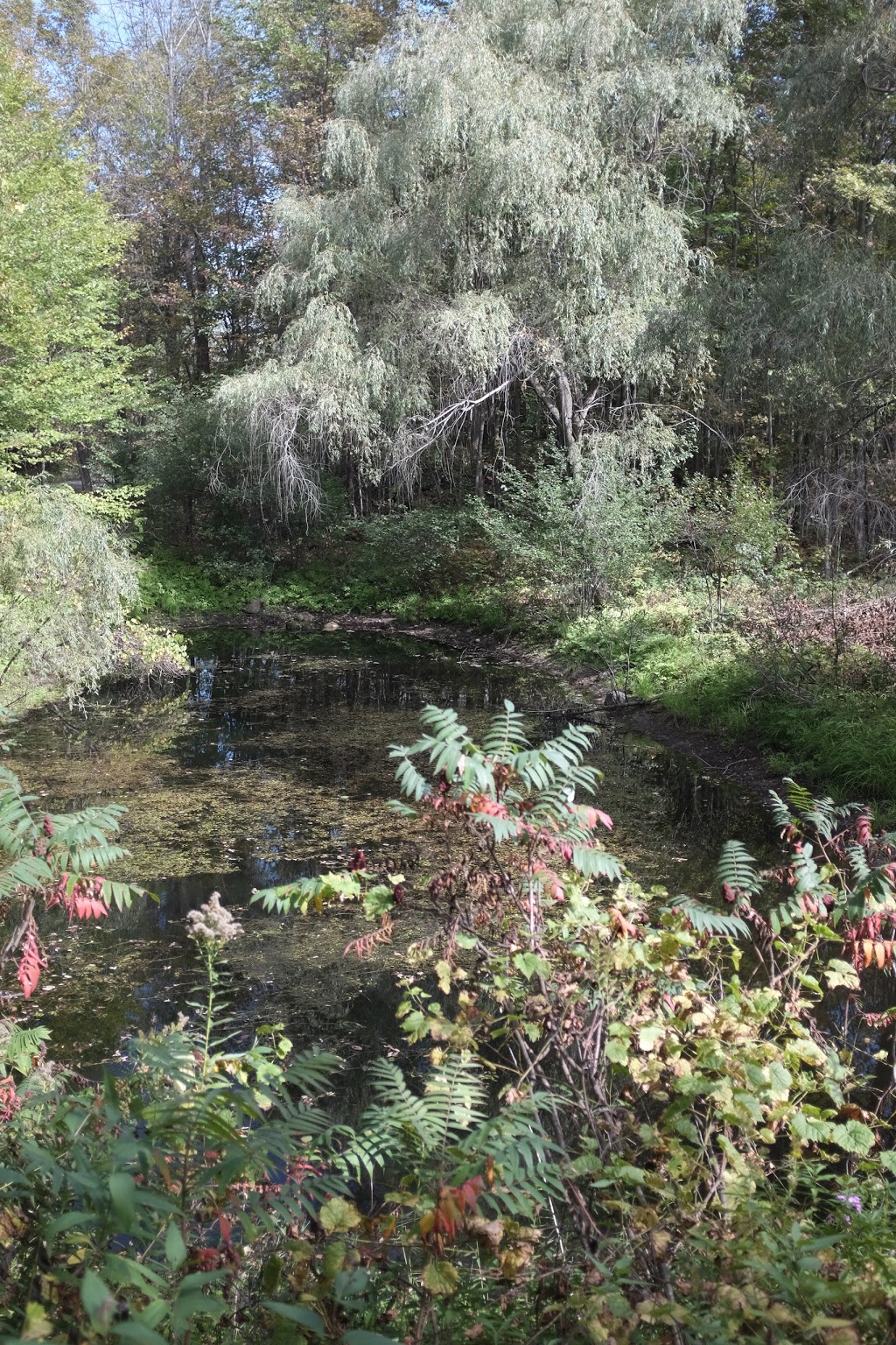 Le Chalet Buckhouse B&B | 62 Chemin Summer, Cantley, QC J8V 3J3, Canada | Phone: (819) 607-3939