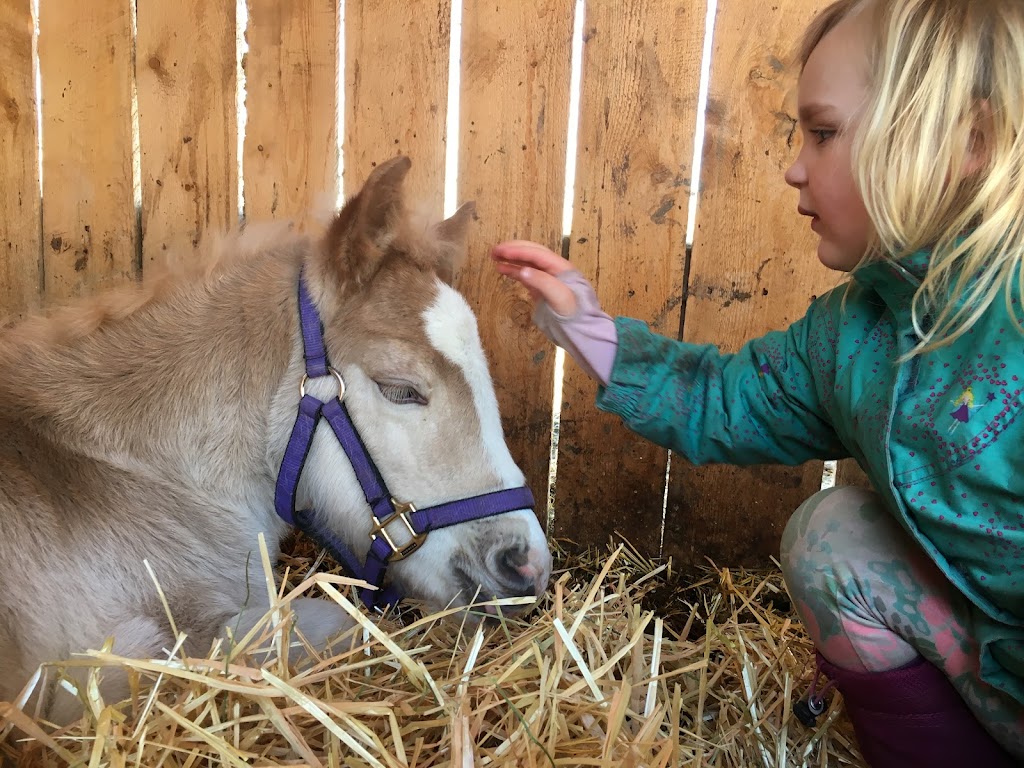 Alberta Family Horses Haflingers | AB-873, Rainier, AB T0J 2M0, Canada | Phone: (403) 363-2621