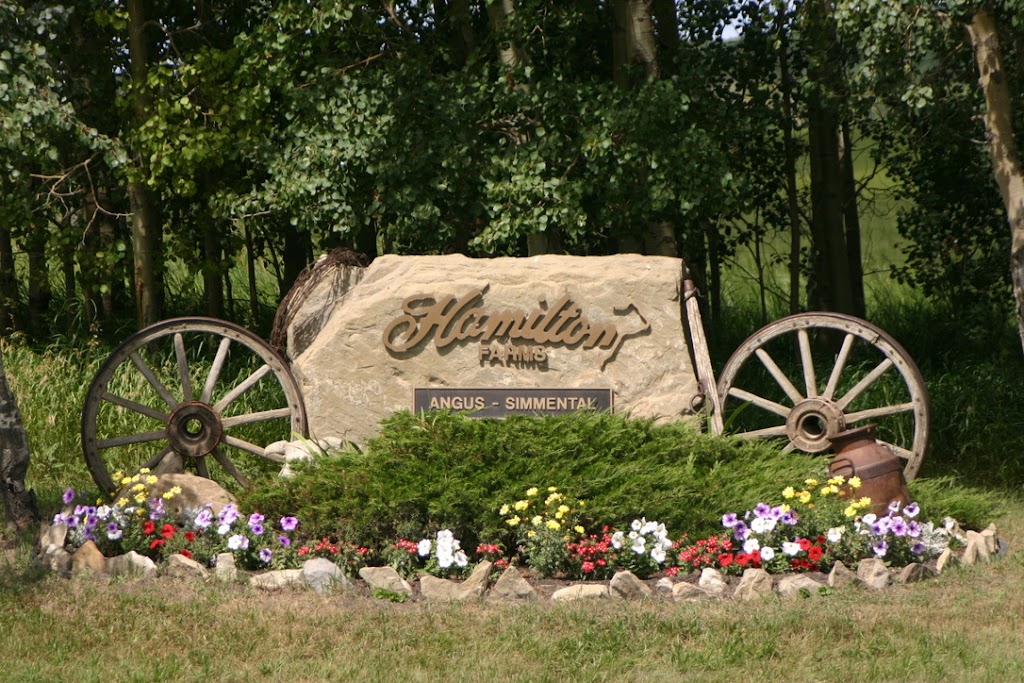 Hamilton Farms Black Angus | 274132 RGE RD 33, AB T4C 2Y2, Canada | Phone: (403) 932-5980