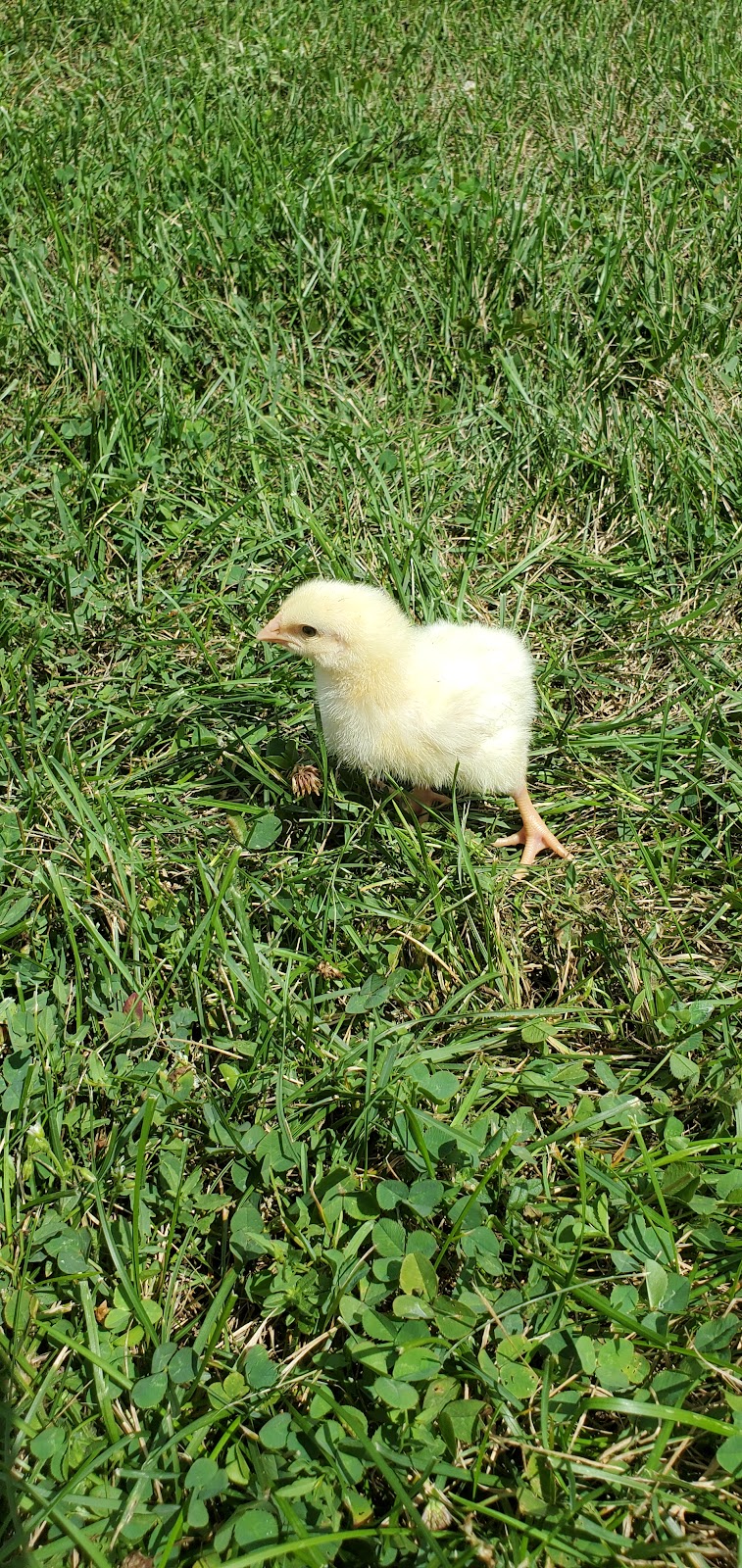 Four Favourites Farm | 344 Concession 13 Walpole, Hagersville, ON N0A 1H0, Canada | Phone: (905) 648-3747