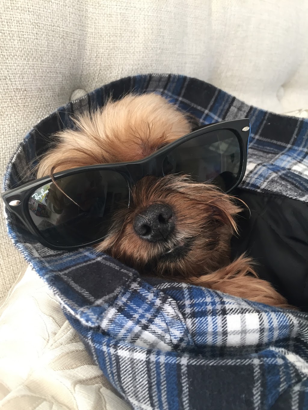 Paisley Veterinary Services | 79 Queen St S, Paisley, ON N0G 2N0, Canada | Phone: (519) 353-4000