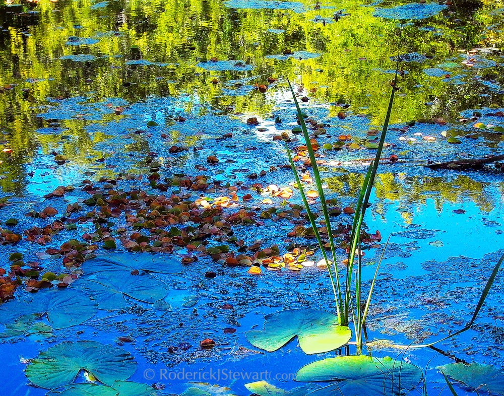 PhotoHaiku Press | 777 Cook St #215, Victoria, BC V8V 3Y9, Canada | Phone: (250) 882-3339