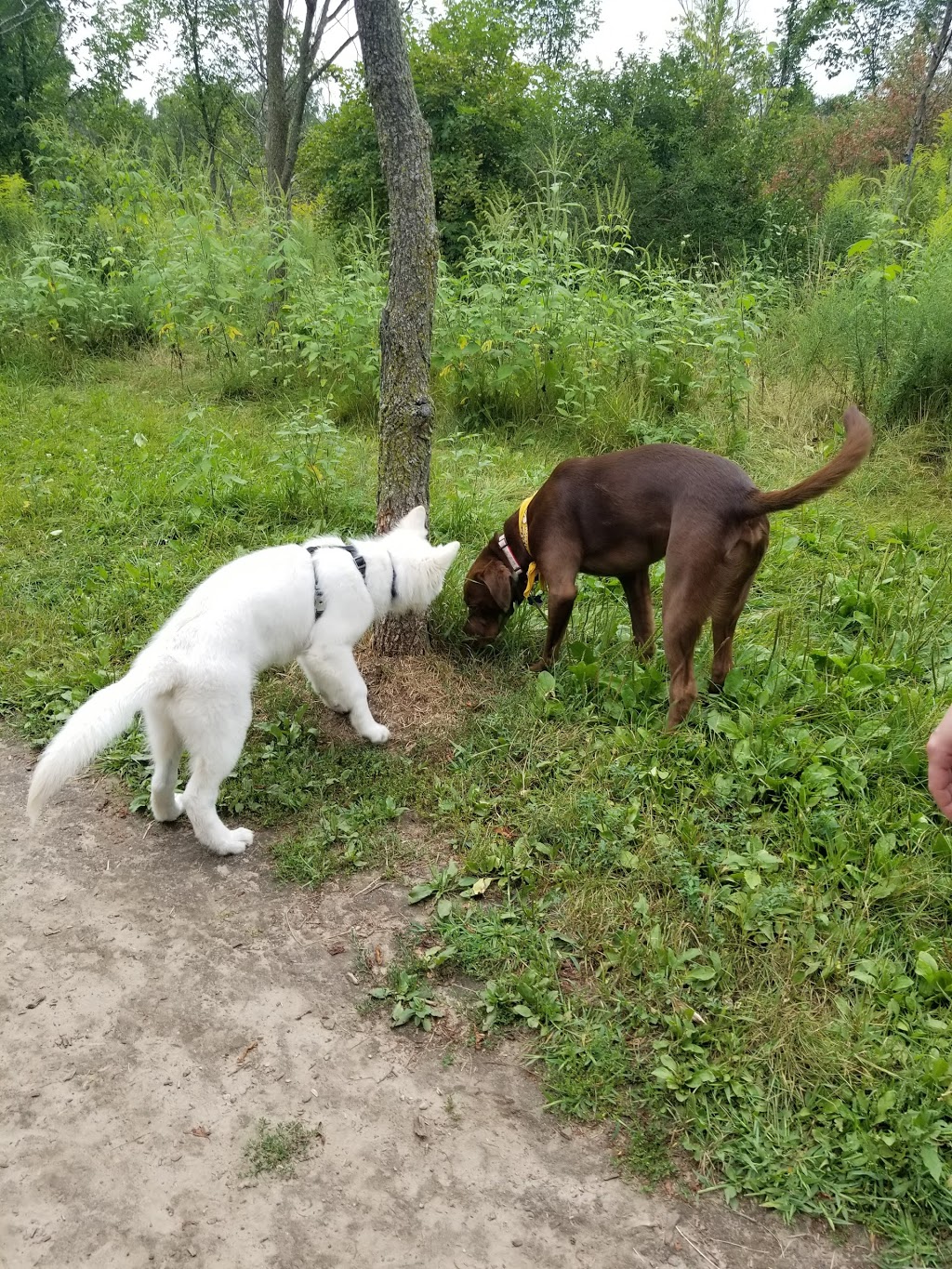 Lions Club Dog Park | 25 Talbot St, St Thomas, ON N5R 3C9, Canada