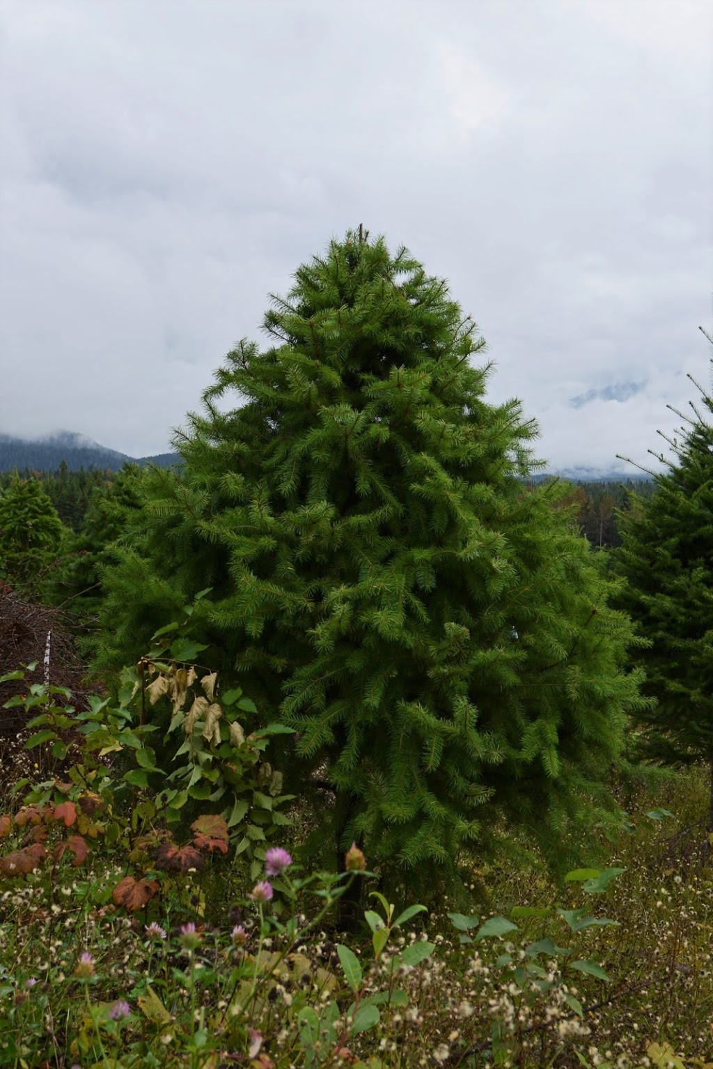 Happy Holidays Christmas Tree Co. | 1040 Marwood Ave, Victoria, BC V9C 2P6, Canada | Phone: (250) 661-8464