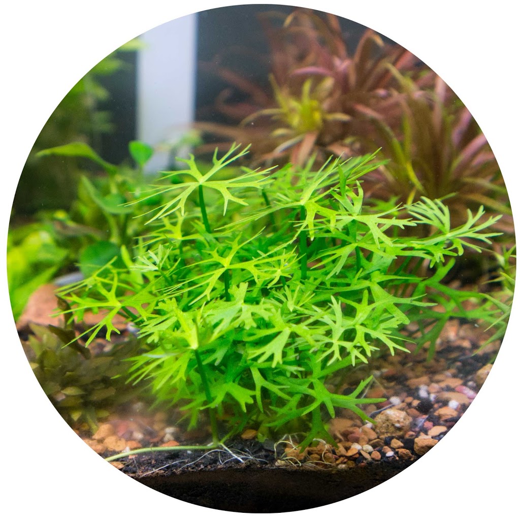 ABC Plants (Aquatic Botany Canada) | Must call in advance for any pickups, 2000 Rue Notre-Dame Est #517, Montréal, QC H2K 2N3, Canada | Phone: (866) 931-8454