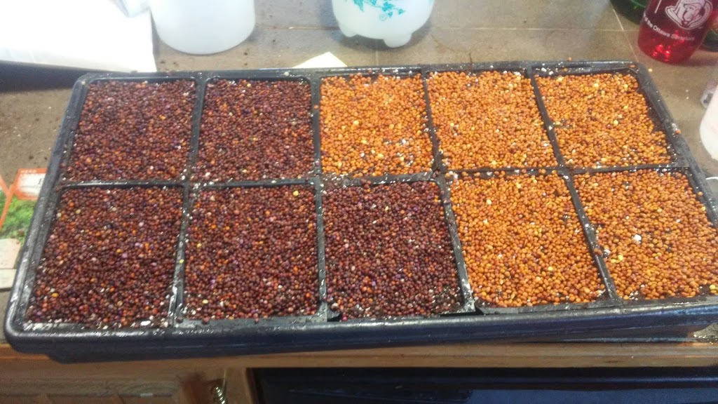 Richmond Microgreens | 3750 McBean St, Richmond, ON K0A 2Z0, Canada | Phone: (613) 807-9676