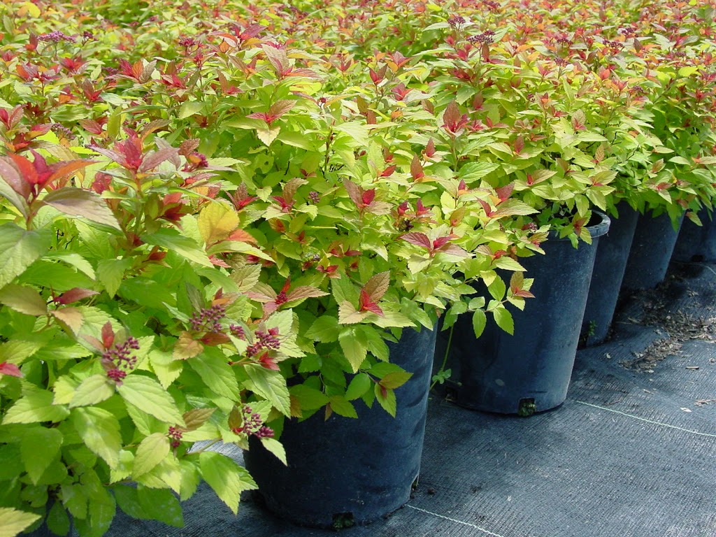 Aubin Nurseries Ltd | 1 & 1/2 miles east of Carman on Hwy #3 Municipal Civic Address: 22101, Carman, MB R0G 0J0, Canada | Phone: (204) 745-6703