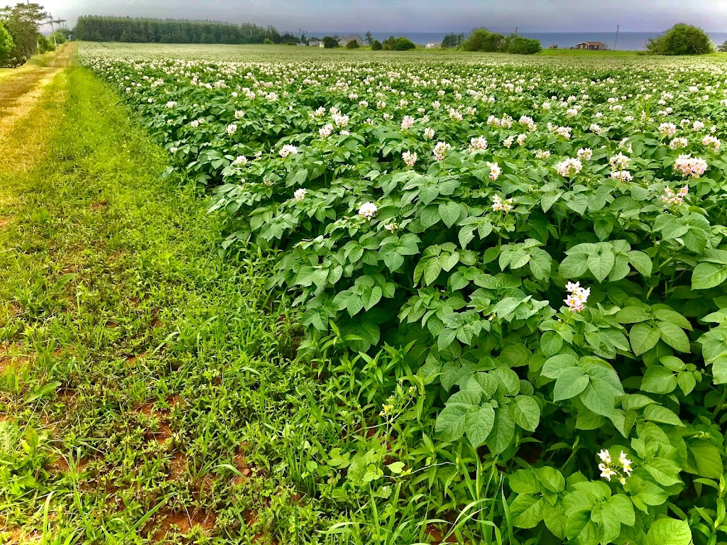 PEI Potato Blossom Festival Inc | OLeary Rd #454, OLeary, PE C0B 1V0, Canada | Phone: (902) 726-3300