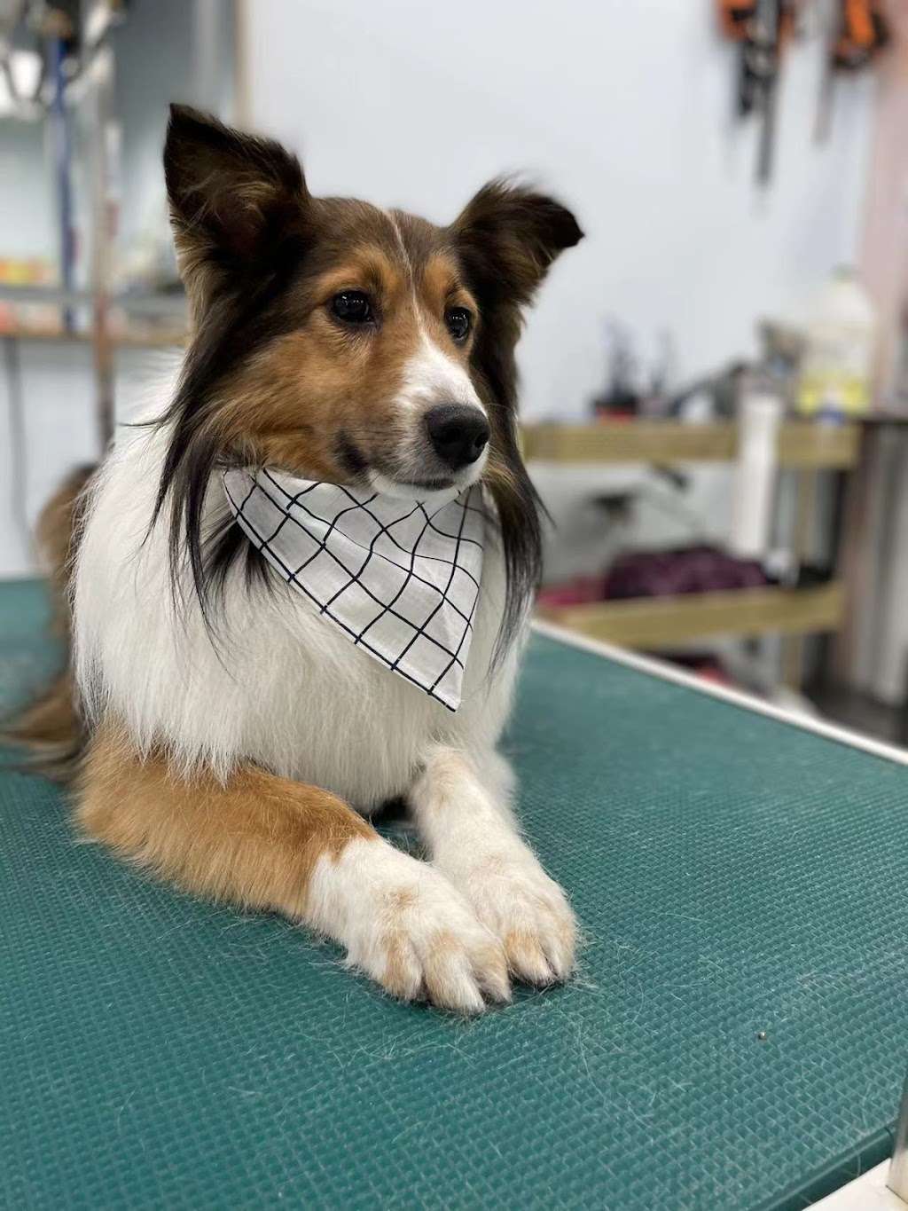 PawPaw Pet Spa & Grooming | 6465 Cartmell Pl SW, Edmonton, AB T6W 4V4, Canada | Phone: (780) 666-9920