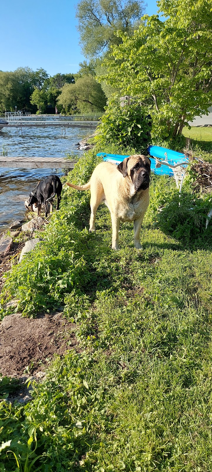 Divon Acres Mastiffs 64 McCrea Beach Rd South, Pefferlaw Rd,