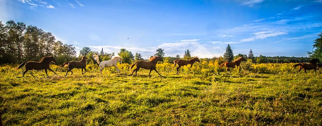Frontier Trails Camp | 10545 ON-60, Eganville, ON K0J 1T0, Canada | Phone: (613) 625-2416