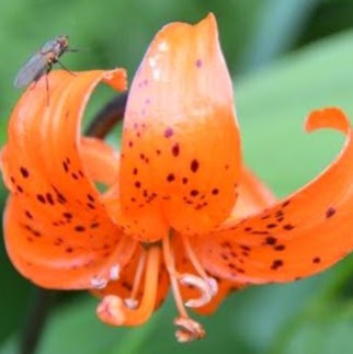 Sunshine Coast Flowers | 1334 Chaster Rd, Gibsons, BC V0N 1V5, Canada | Phone: (604) 740-6189