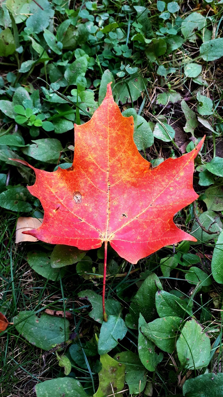 Natures Hideaway Massage Therapy | 261383, Concession Rd 18, Hanover, ON N4N 3B8, Canada | Phone: (519) 506-1439