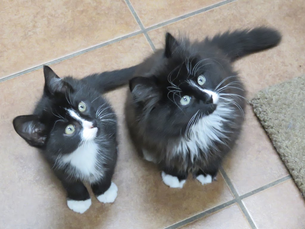 Valley WAAG Animal Shelter | 12-112 Front St, Wolfville, NS B4P 1A4, Canada | Phone: (902) 542-3422