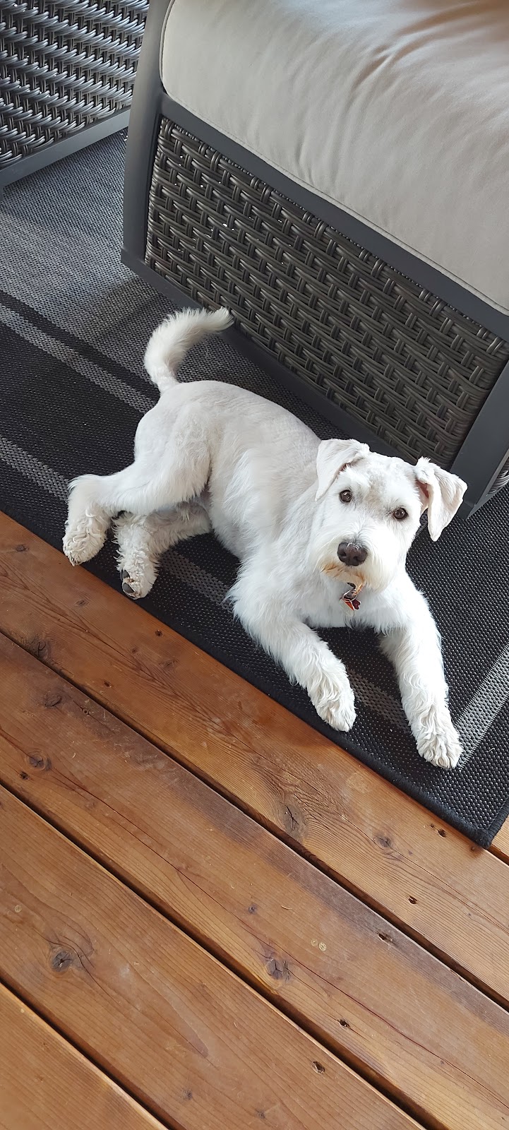 Prairie Pets Grooming | 2213 14th St, Coaldale, AB T1M 1C7, Canada | Phone: (403) 308-4701